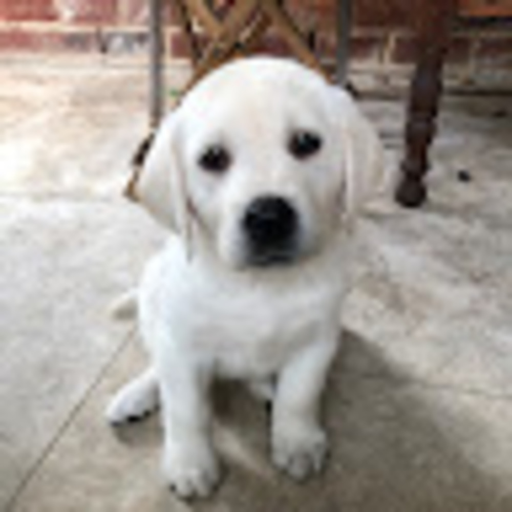 Meet your Posher, Isabella